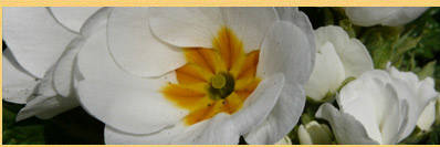 Foto Sylvia Wentzlau Webdesign