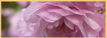 Bienenkosmetik von Natura Clou Kosmetik Leipzig