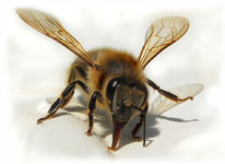 &copy; Foto Jutta Rotter/pixelio.de