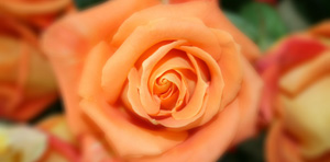 © Foto Paul Adam/pixelio.de